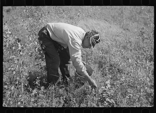 Untitled photo, possibly related to: Indian family picking blueberries near Little Fork, Minnesota