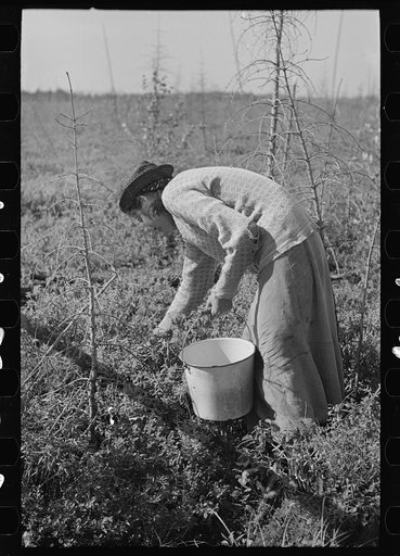 Picking blueberries near Little Fork, Minnesota