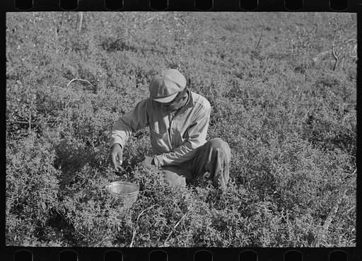 Untitled photo, possibly related to: Picking blueberries near Little Fork, Minnesota