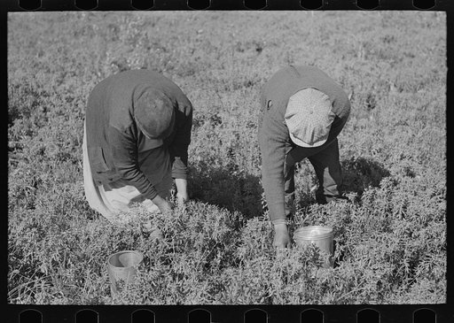 Picking blueberries near Little Fork, Minnesota