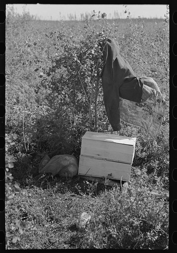 Clothing and blueberry crate in field near Little Fork, Minnesota