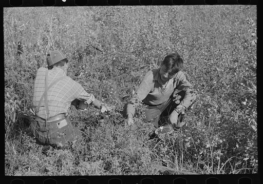 Untitled photo, possibly related to: Picking blueberries near Little Fork, Minnesota