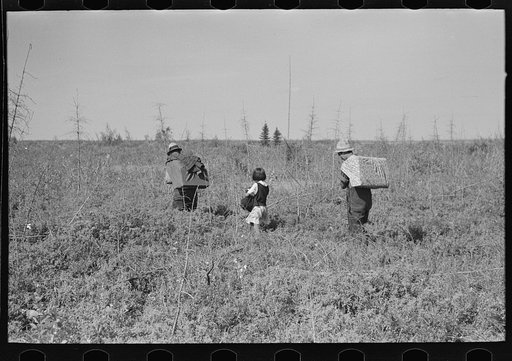 Untitled photo, possibly related to: Young blueberry pickers near Little Fork, Minnesota