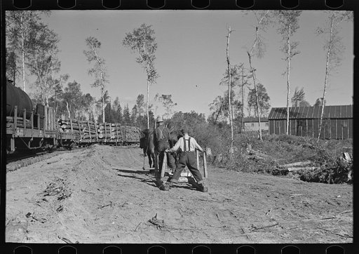 Returning for more logs in the woods, camp near Effie, Minnesota
