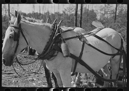 Bottle of drinking water on horse's collar, at lumberjacks' camp, near Effie, Minnesota