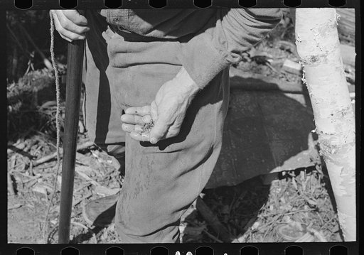 A handful of rock from drilling operations of William Besson, mining prospector, near Winton, Minnesota