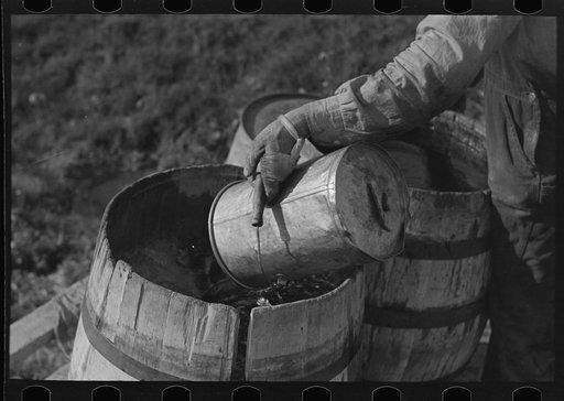 Filling barrels with spring water to be used on his farmstead, Herman Gerling. Wheelock, North Dakota