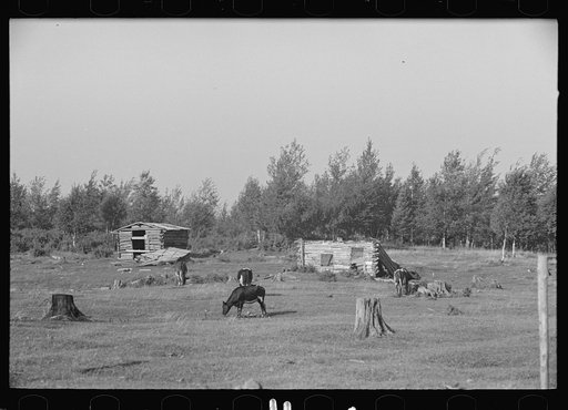 Cows grazing on cut-over land, near Mizpah, Minnesota