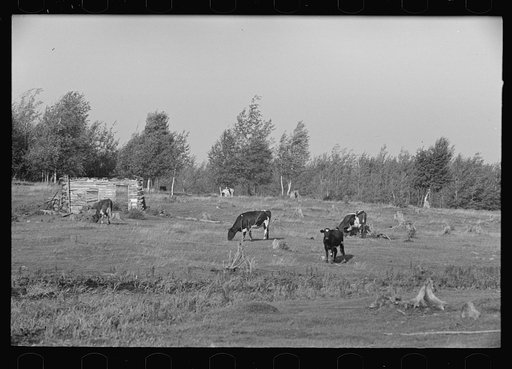 Untitled photo, possibly related to: Cows grazing on cut-over land, near Mizpah, Minnesota