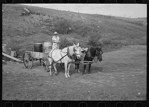 Mrs. Olie Thompson ready to drive home from the spring with barrels full of water. Williams County, North Dakota