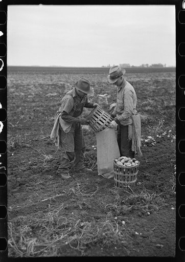 Emptying potatoes from baskets into bags. Each bag takes two baskets and weighs about seventy pounds, ten pounds of which are calculated as culls. Near East Grand Forks, Minnesota