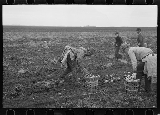 Untitled photo, possibly related to: Emptying potatoes from baskets into bags. Each bag takes two baskets and weighs about seventy pounds, ten pounds of which are calculated as culls. Near East Grand Forks, Minnesota