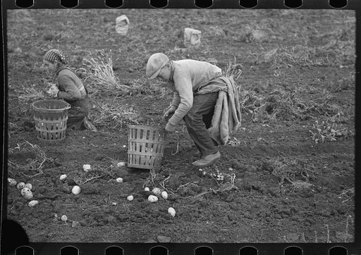 Untitled photo, possibly related to: Emptying potatoes from baskets into bags. Each bag takes two baskets and weighs about seventy pounds, ten pounds of which are calculated as culls. Near East Grand Forks, Minnesota