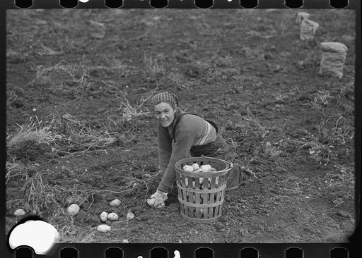 Untitled photo, possibly related to: Emptying potatoes from baskets into bags. Each bag takes two baskets and weighs about seventy pounds, ten pounds of which are calculated as culls. Near East Grand Forks, Minnesota