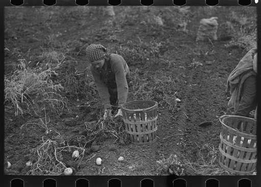 Untitled photo, possibly related to: Emptying potatoes from baskets into bags. Each bag takes two baskets and weighs about seventy pounds, ten pounds of which are calculated as culls. Near East Grand Forks, Minnesota