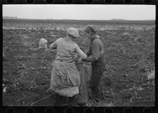 Untitled photo, possibly related to: Emptying potatoes from baskets into bags. Each bag takes two baskets and weighs about seventy pounds, ten pounds of which are calculated as culls. Near East Grand Forks, Minnesota