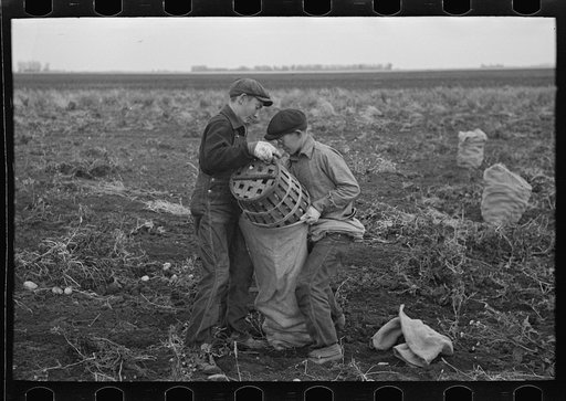Children working in the potato fields near East Grand Forks, Minnesota