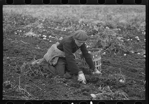 Young boy gathering potatoes near East Grand Forks, Minnesota