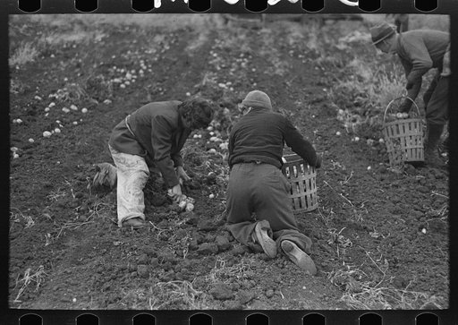 Untitled photo, possibly related to: Young boy gathering potatoes near East Grand Forks, Minnesota