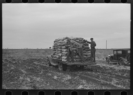 A load of potatoes going to market near East Grand Forks, Minnesota