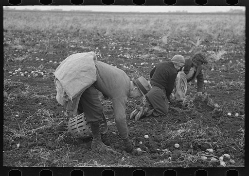 Gathering potatoes near East Grand Forks, Minnesota