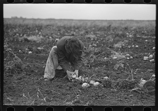 Young girl gathering potatoes near East Grand Forks, Minnesota