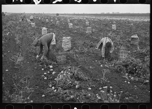 Potato workers with sacked potatoes, near East Grand Forks, Minnesota
