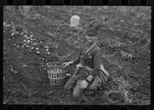 Potato worker, near East Grand Forks, Minnesota