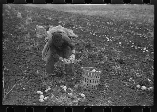 Potato worker near East Grand Forks, Minnesota