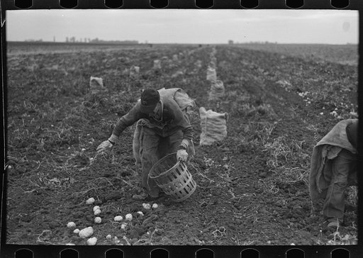 Untitled photo, possibly related to: Potato worker near East Grand Forks, Minnesota