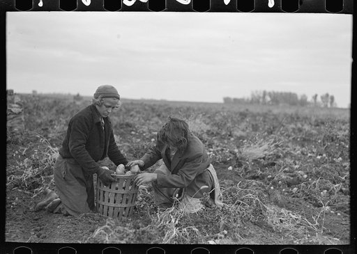 Young potato workers near East Grand Forks, Minnesota