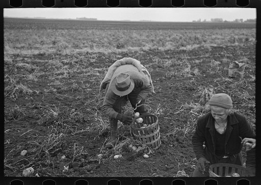 Untitled photo, possibly related to: Potato workers earn three cents per bushel gathering and sacking potatoes, near East Grand Forks, Minnesota