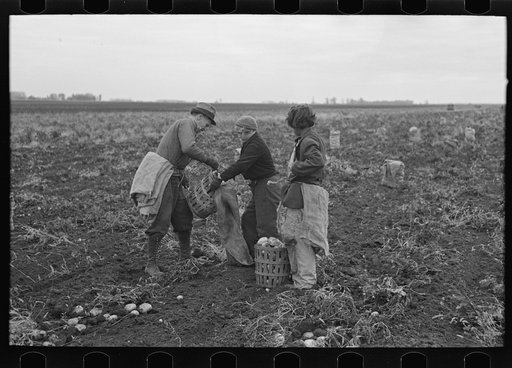 Potato workers earn three cents per bushel gathering and sacking potatoes, near East Grand Forks, Minnesota