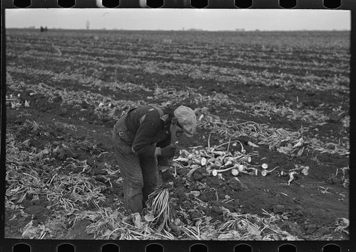 Untitled photo, possibly related to: Potato worker near East Grand Forks, Minnesota