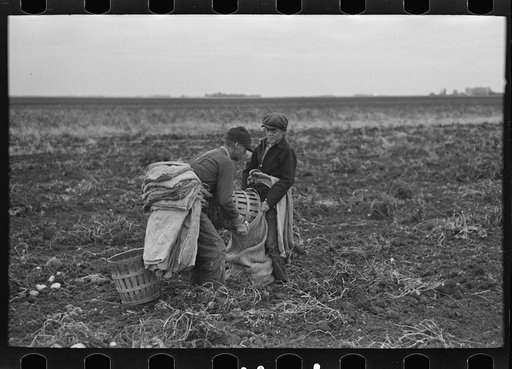 Filling bags with potatoes near East Grand Forks, Minnesota