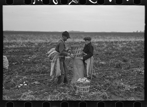 Untitled photo, possibly related to: Filling bags with potatoes near East Grand Forks, Minnesota