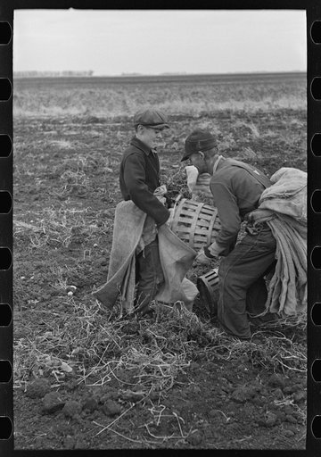 Untitled photo, possibly related to: Potato digger in section near East Grand Forks, Minnesota