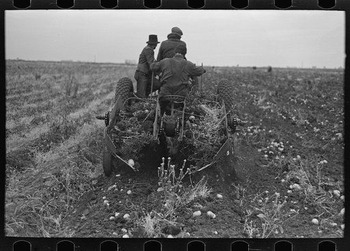 Potato digger in section near East Grand Forks, Minnesota
