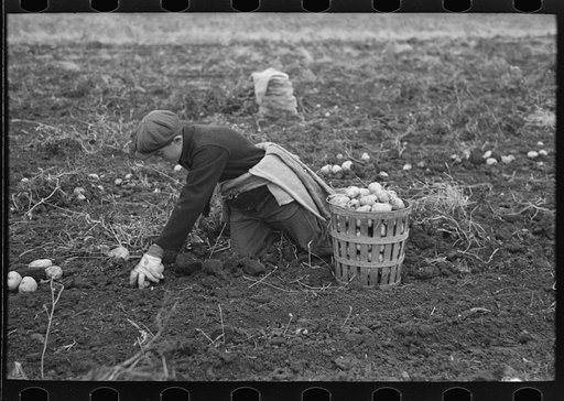 Untitled photo, possibly related to: Potato worker near East Grand Forks, Minnesota