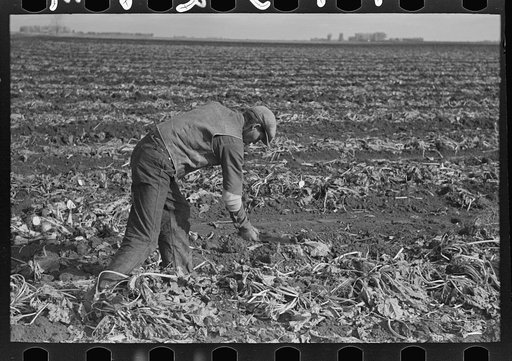 Worker spearing sugar beet preparatory to topping near East Grand Forks, Minnesota
