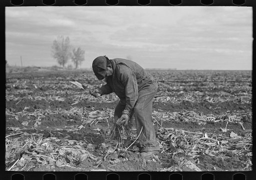 Topping sugar beets, near East Grand Forks, Minnesota