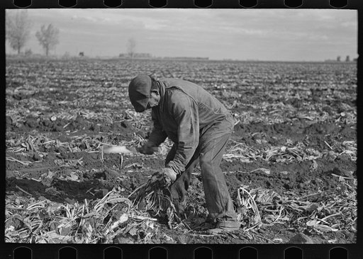 Untitled photo, possibly related to: Topping sugar beets near East Grand Forks, Minnesota