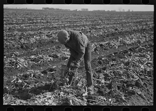 Topping sugar beets near East Grand Forks, Minnesota