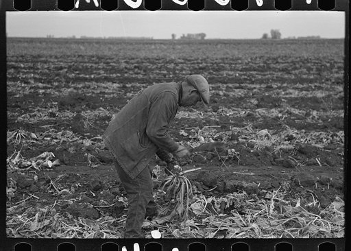 Untitled photo, possibly related to: Topping sugar beets near East Grand Forks, Minnesota