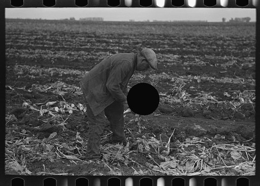 Untitled photo, possibly related to: Topping sugar beets near East Grand Forks, Minnesota