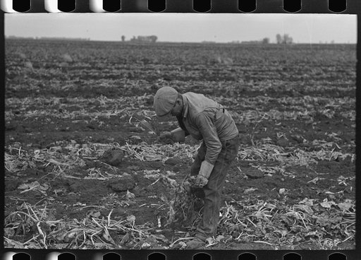 Untitled photo, possibly related to: Topping sugar beets near East Grand Forks, Minnesota