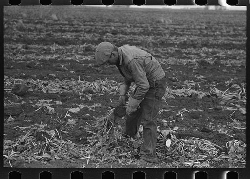 Untitled photo, possibly related to: Topping sugar beets near East Grand Forks, Minnesota