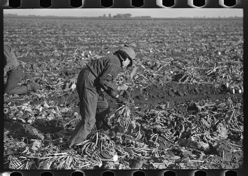 Untitled photo, possibly related to: Young Mexican girl topping beet near East Grand Forks, Minnesota