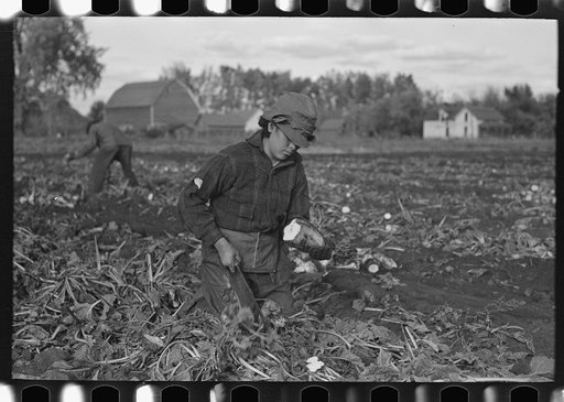 Young Mexican girl topping beet near East Grand Forks, Minnesota