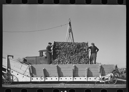 Unloading sugar beets from truck, East Grand Forks, Minnesota